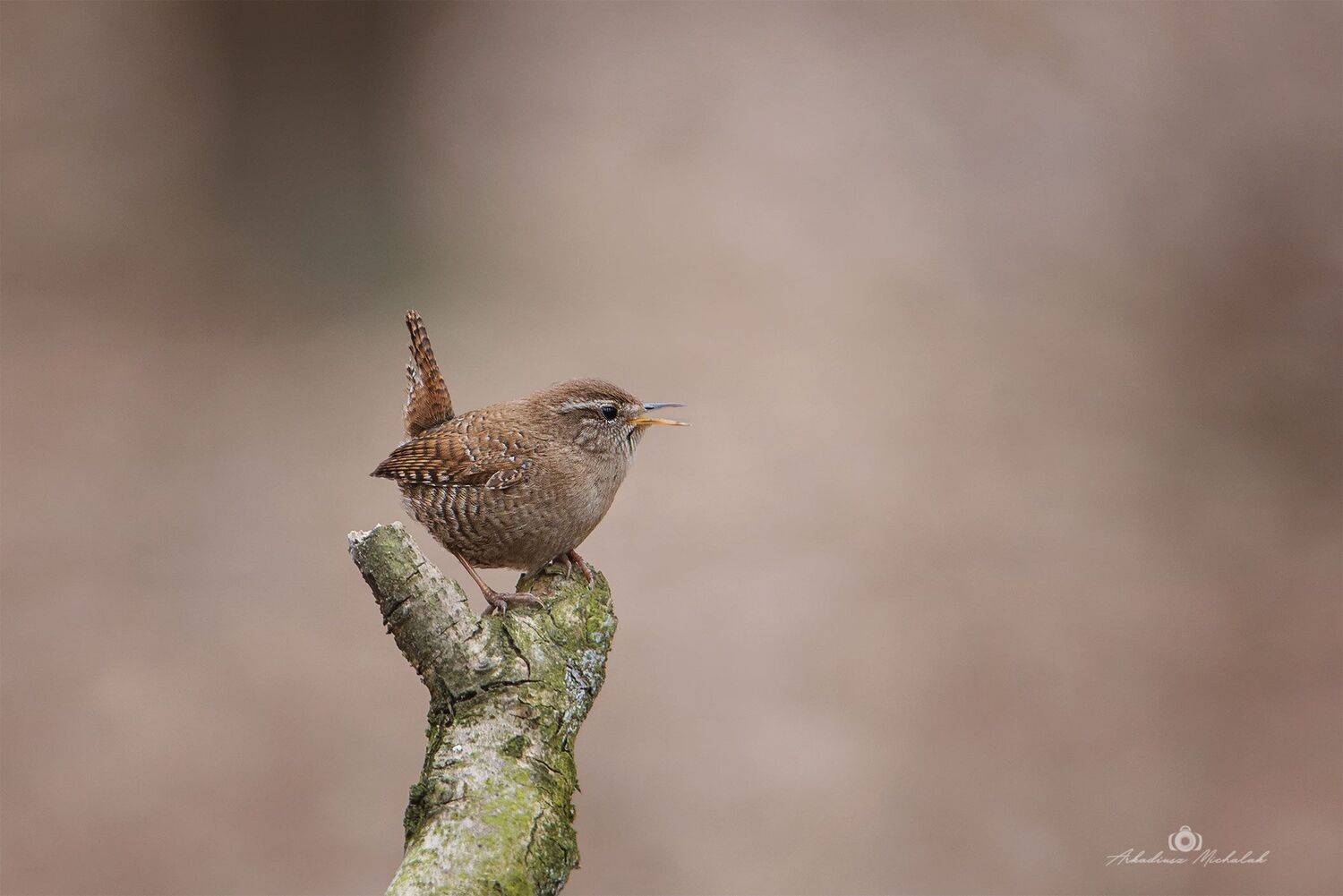 , Arkadiusz Michalak