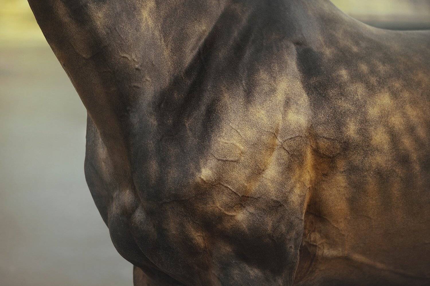 akhal-teke, horses, Erika Tsogoeva