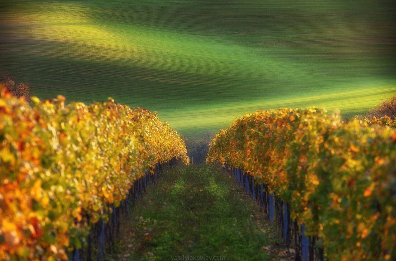 моравия, чехия, осень, Василий Яковлев