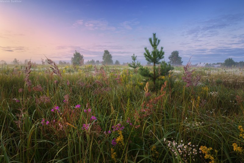 туман, рассвет, утро, полевые цветы, поле, луг, облака, деревня, ель, елочка Туманный августа рассвет фото превью