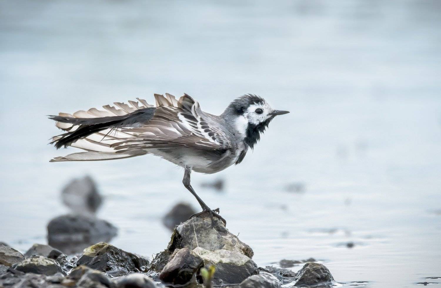 Москва река, трясогузка, белая трясогузка,Motacilla alba, вода, крылья, птица у воды, весна, пасмурная погода, птица на камне, речная мель, Ксения Соварцева