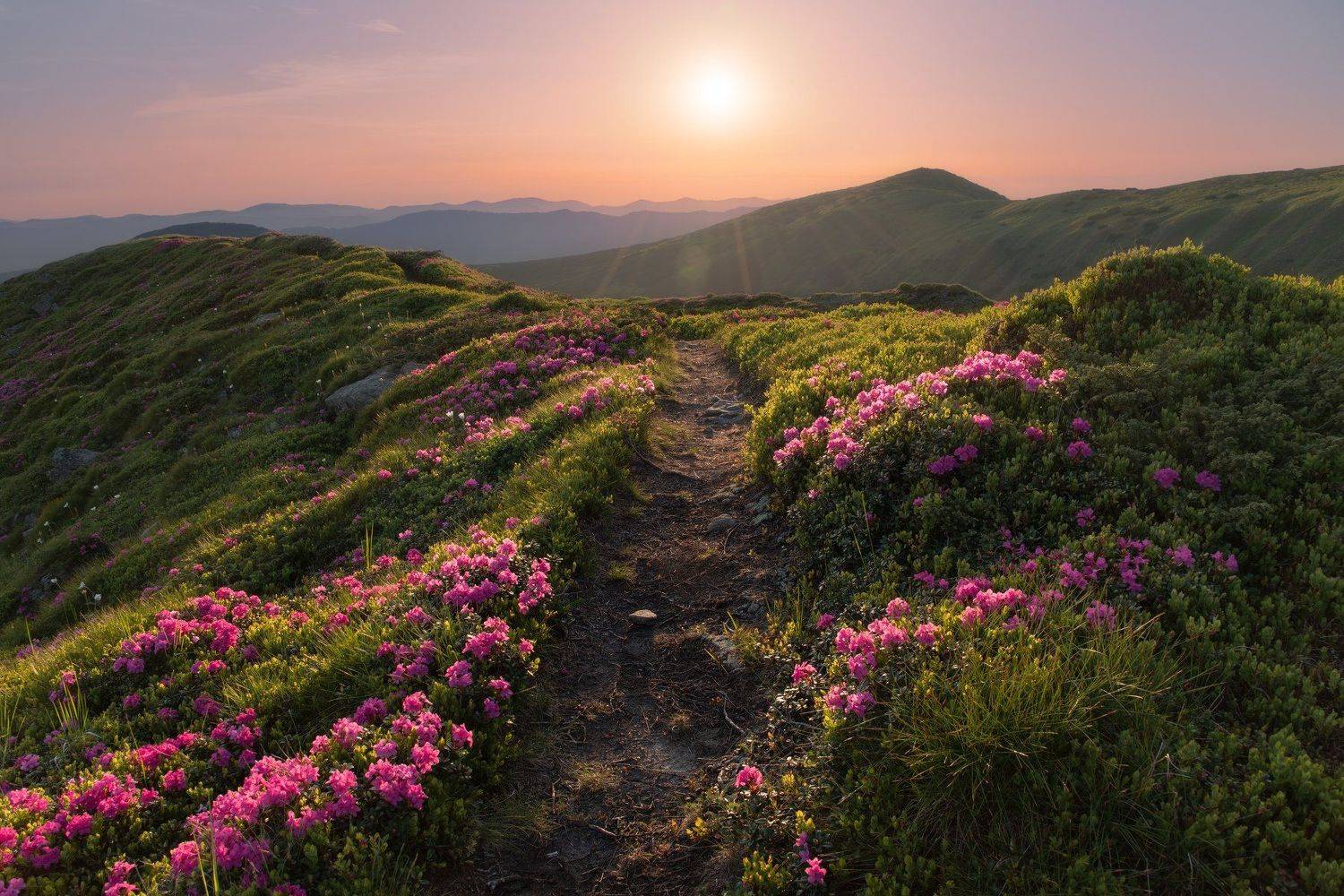 карпаты, черногорский хребет, рододендрон, червона рута, Зинченко Роман