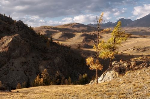 Лиственницы.