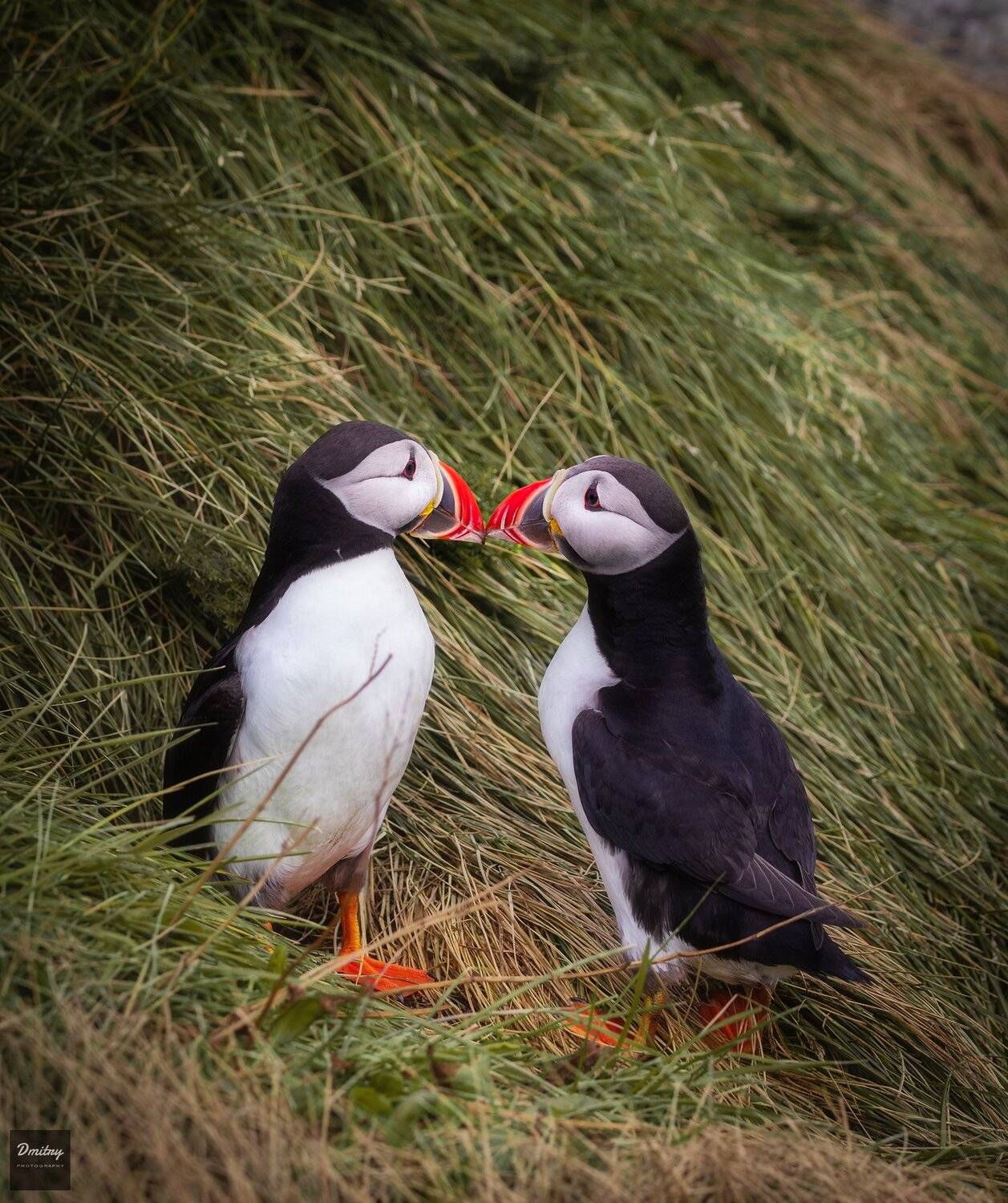 iceland, исландия, тупик, fratercula arctica, puffin, Дмитрий Иванов