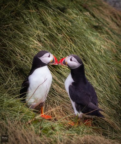 Fratercula arctica