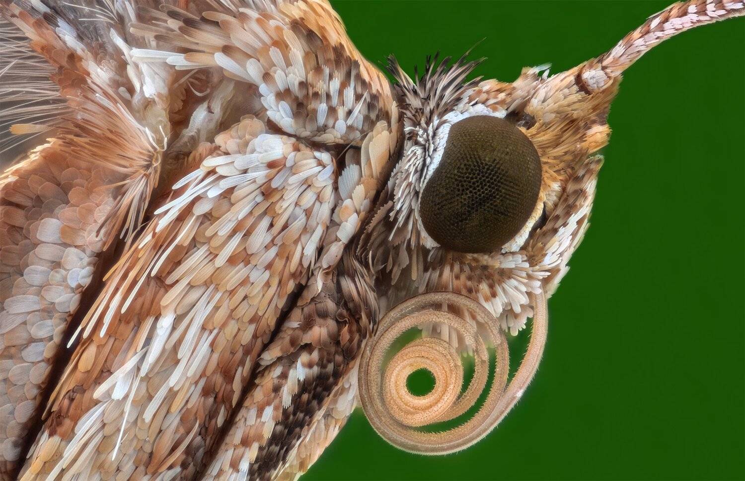 ceclii, macro, extrememacro, nikon d3400, semiplan 6.3, Tsvetan Ganev