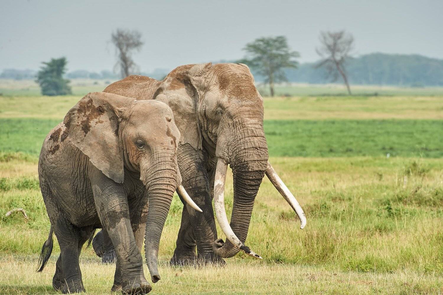 , Калин Ботев
