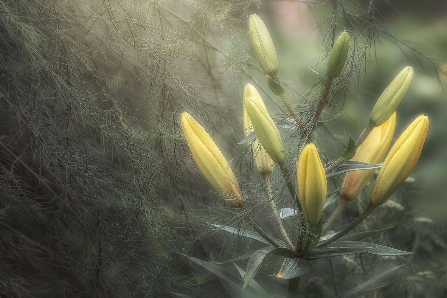 , Шинкарева Елена