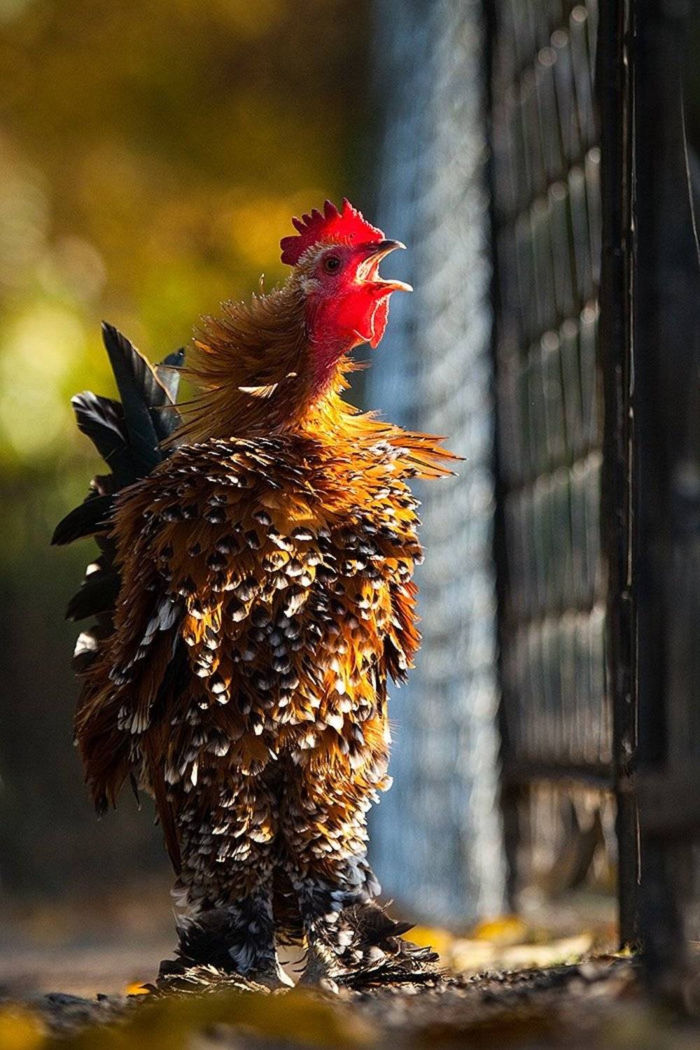 cock,bird,, Robert Adamec