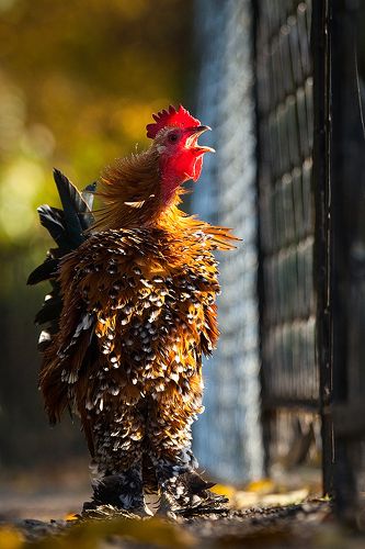 Cock