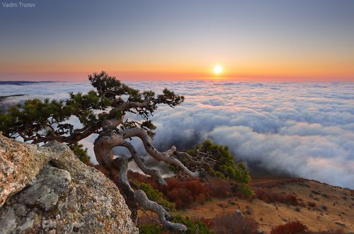 Крымский бонсай