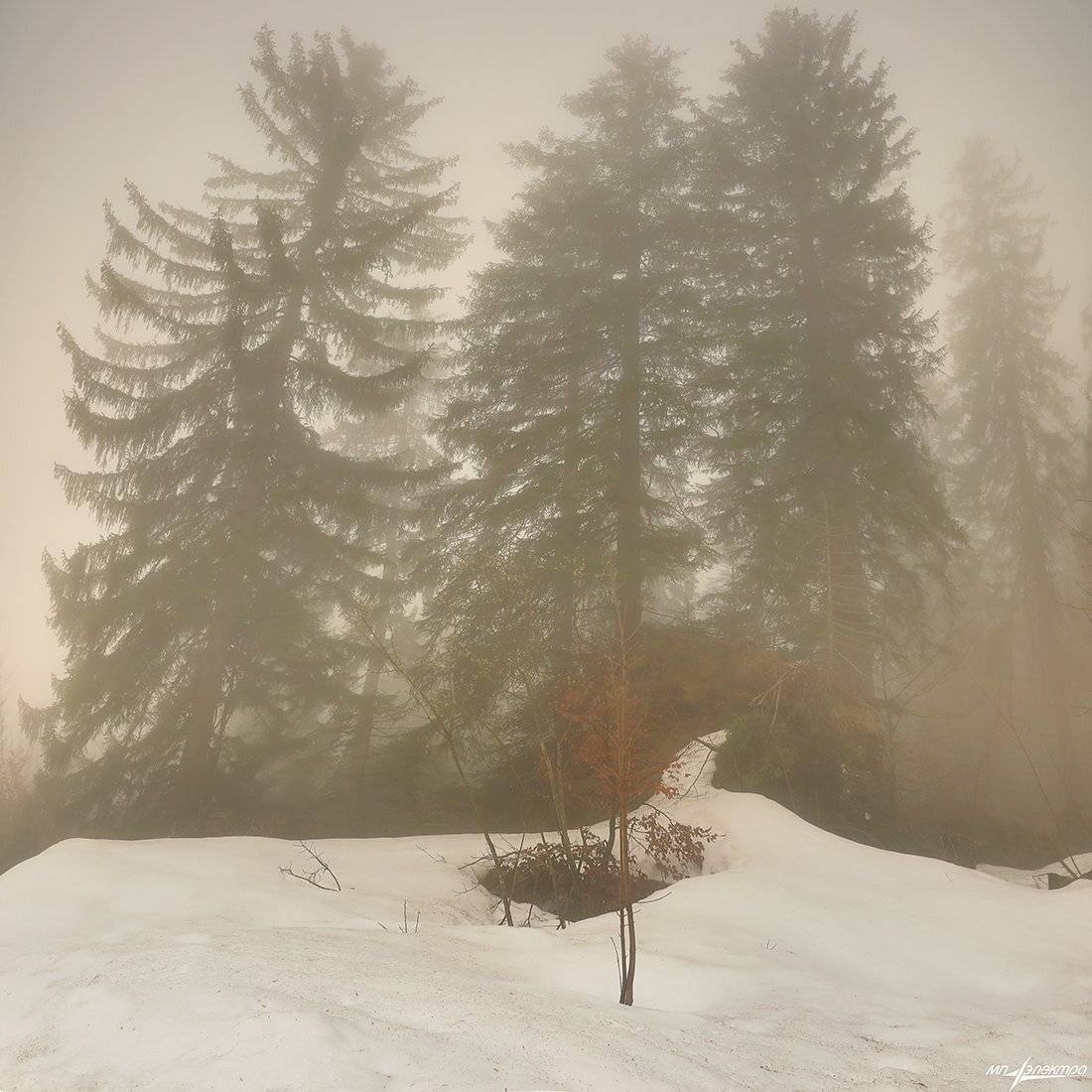 swiss, Матвеев Николай