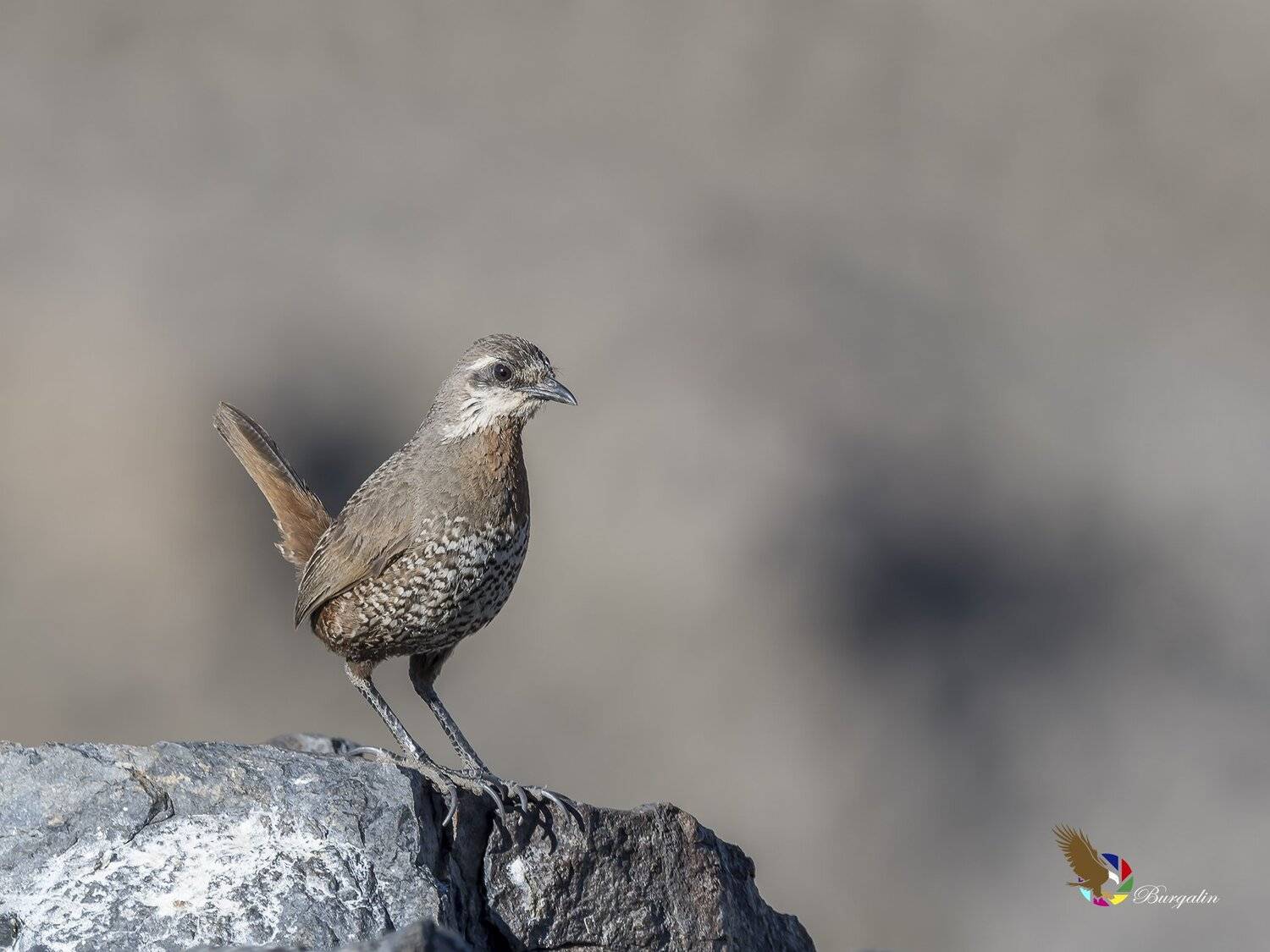 , Fernando Burgalin Sequeira