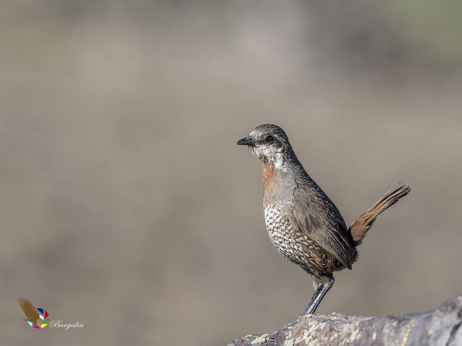 , Fernando Burgalin Sequeira