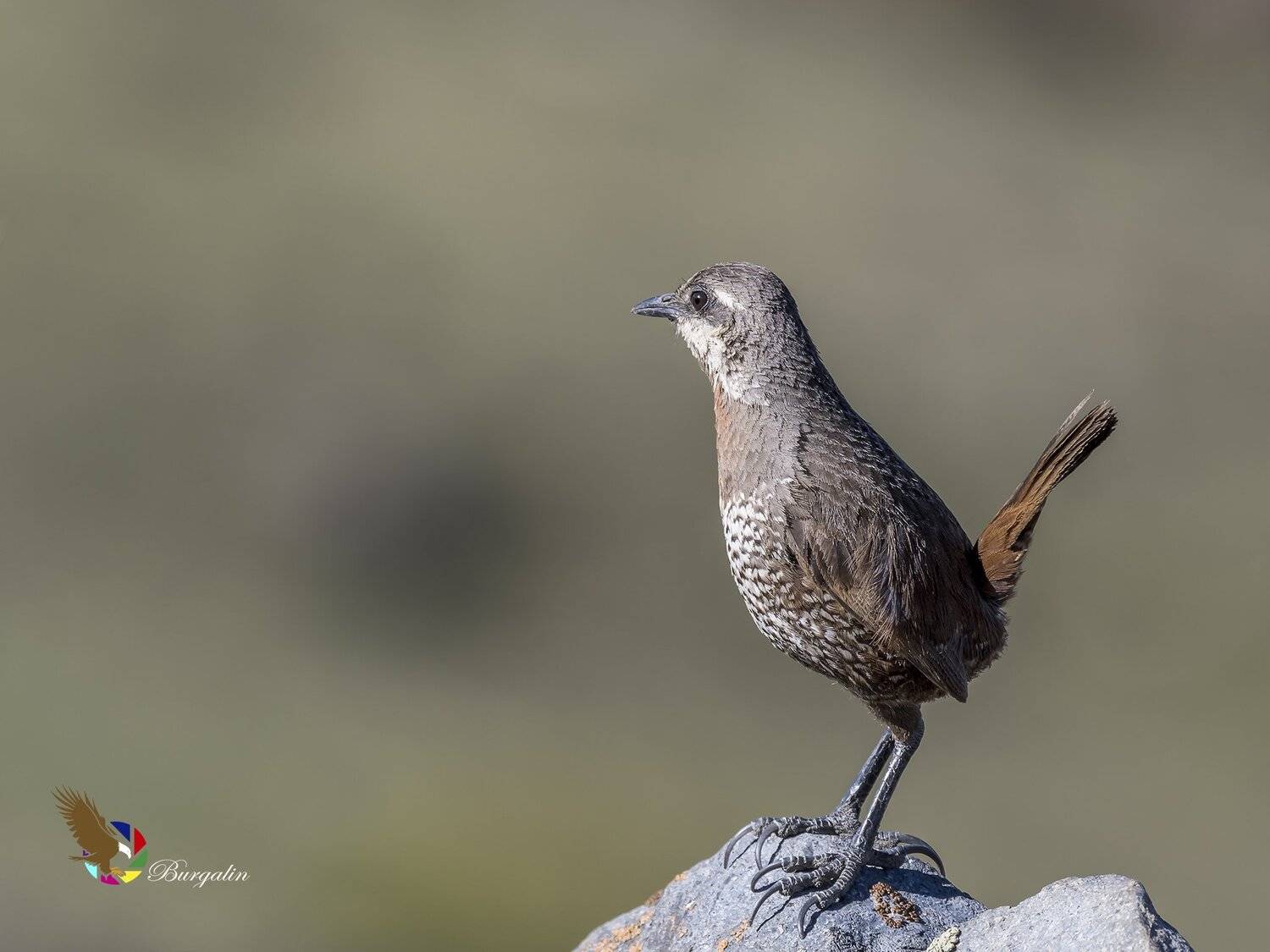 , Fernando Burgalin Sequeira