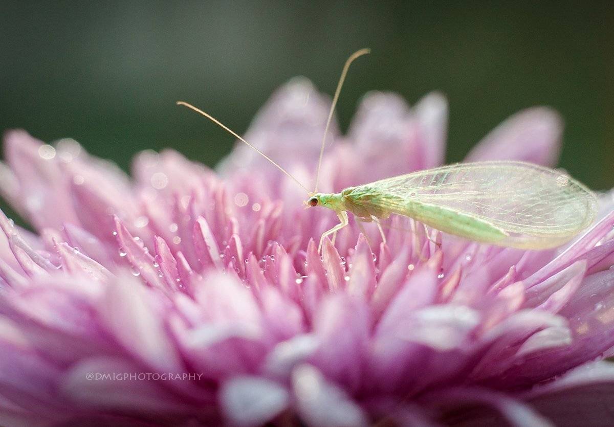 макро, гелиос44_2, природа, жизнь, макромир, златоглазка, насекомые, цветок, , Дмитрий Гусалов