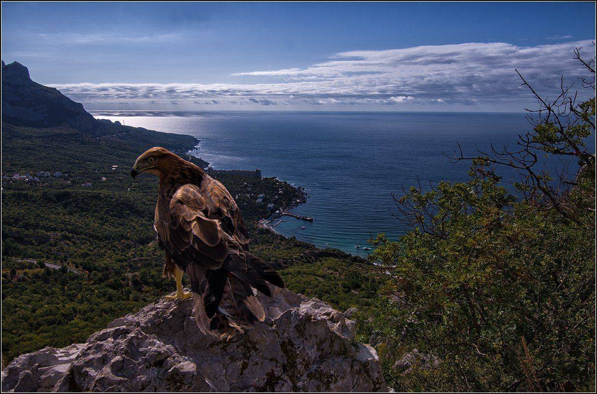 крым, горы, море, бухта ласпи, ястреб, АНАТОЛИЙ ДОВЫДЕНКО