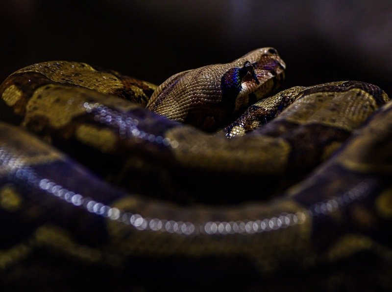 The curve фото превью