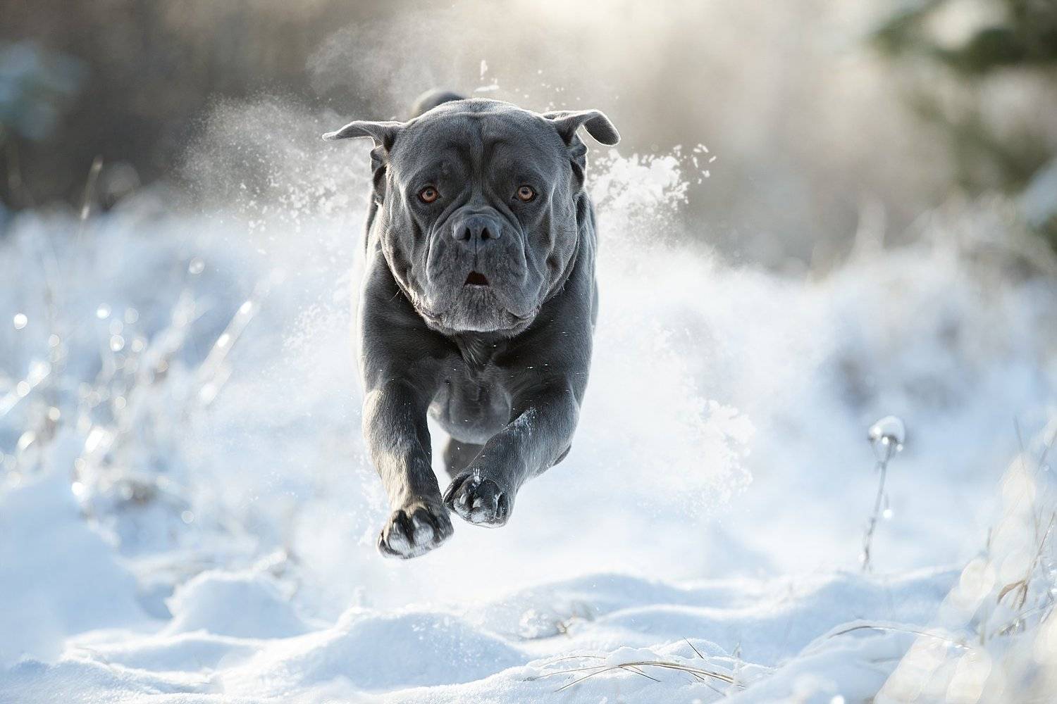 , Светлана Писарева