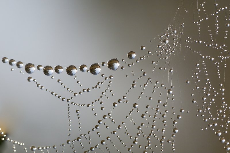 роса, паутинка, утро * фото превью