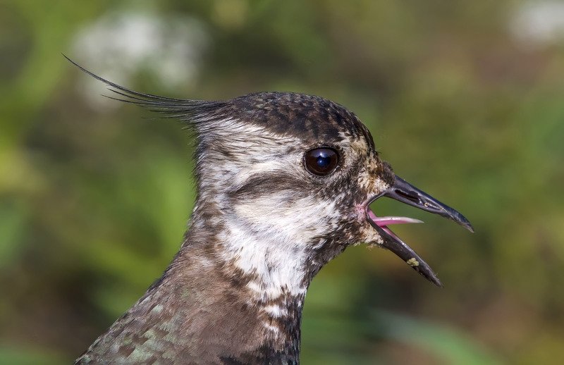 чибис, пигалица, Vanellus vanellus  Портрет чибиса фото превью