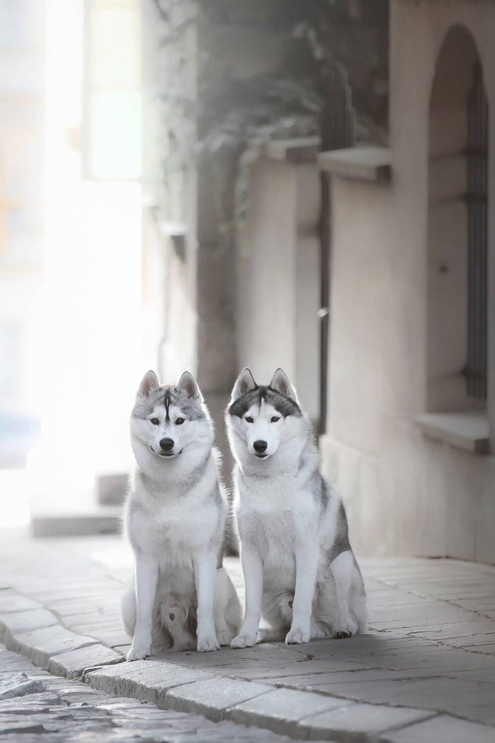 husky, dogs, siberian husky, Erika Tsogoeva