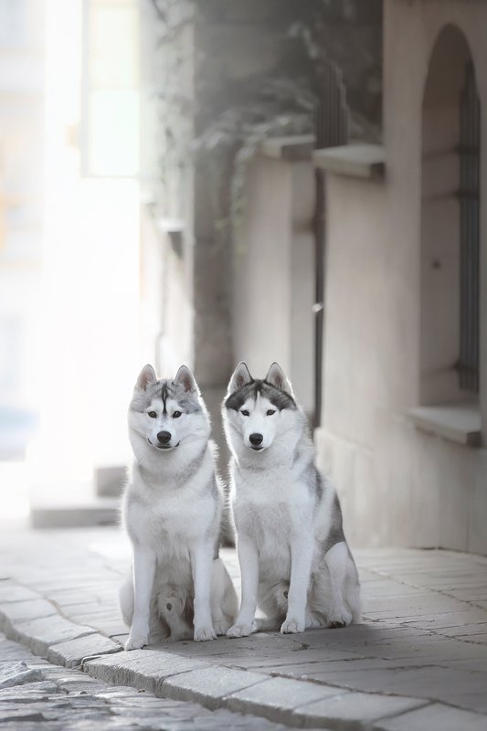 husky, dogs, siberian husky Snape & Wind фото превью