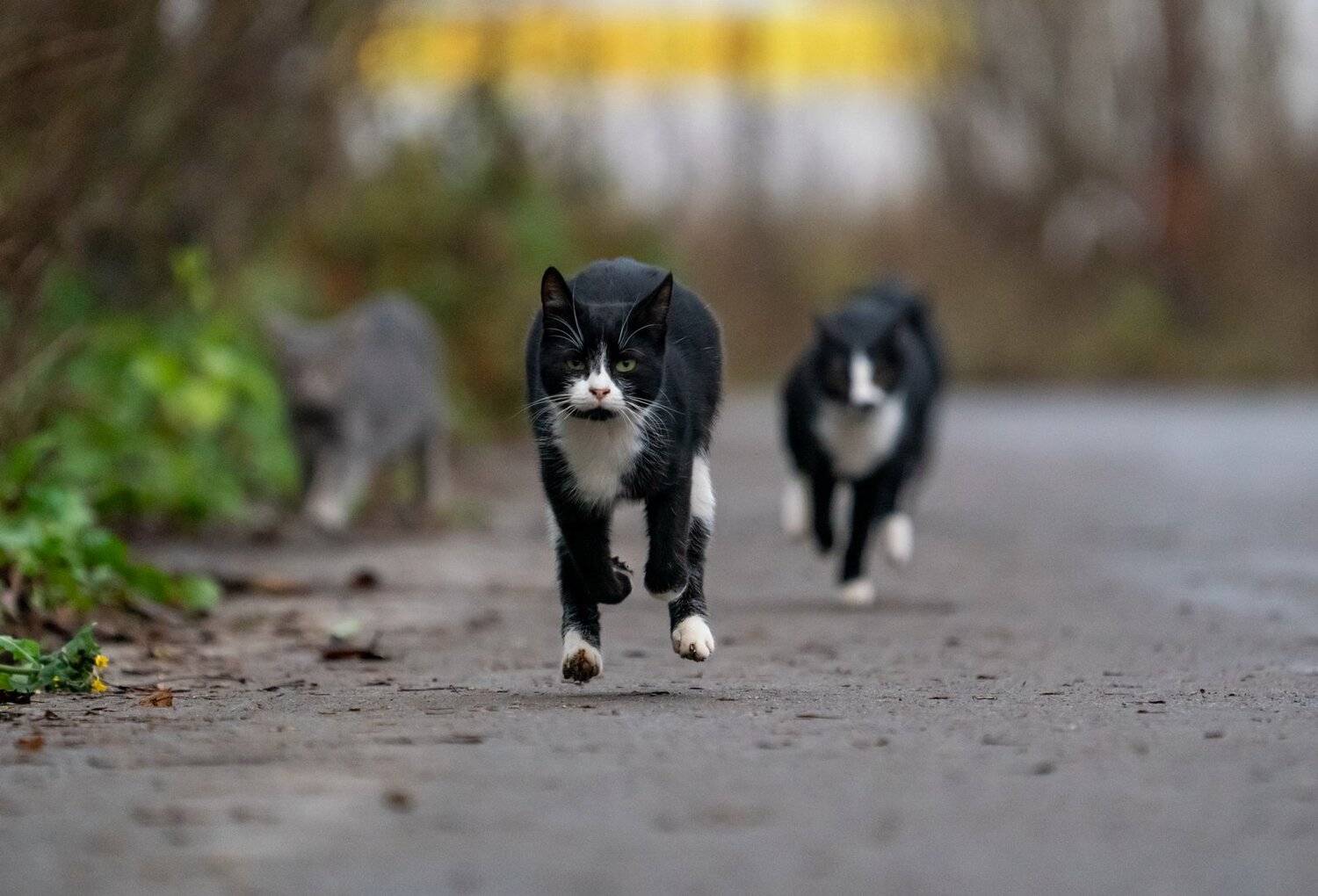 , Константин Дэм