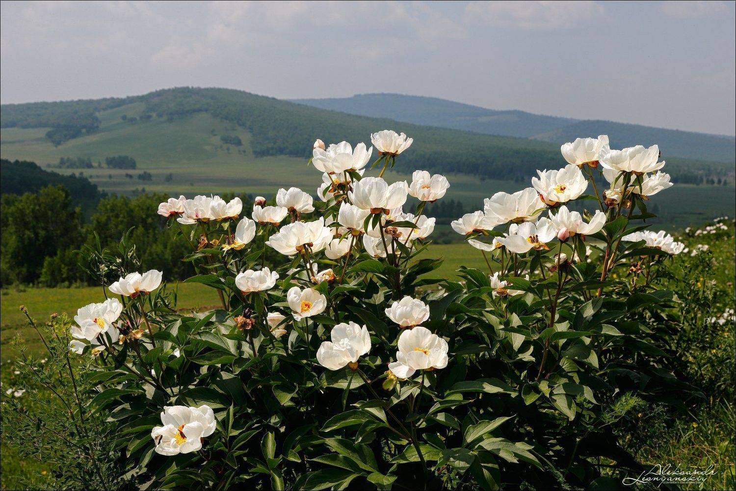 Забайкальский край, Забайкалье, Александр Леснянский