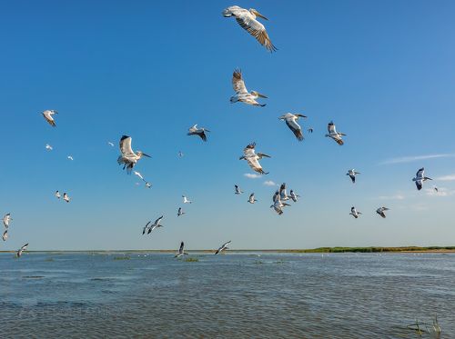 Полёт пеликанов