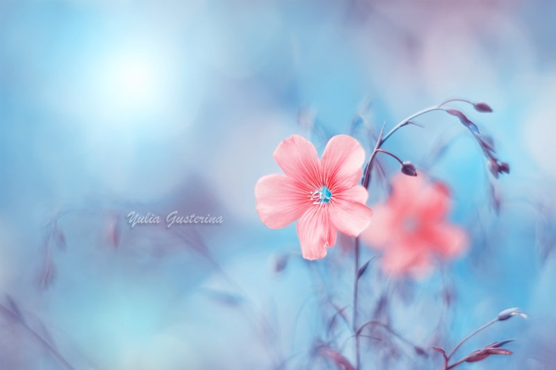 Про ленок) фото превью