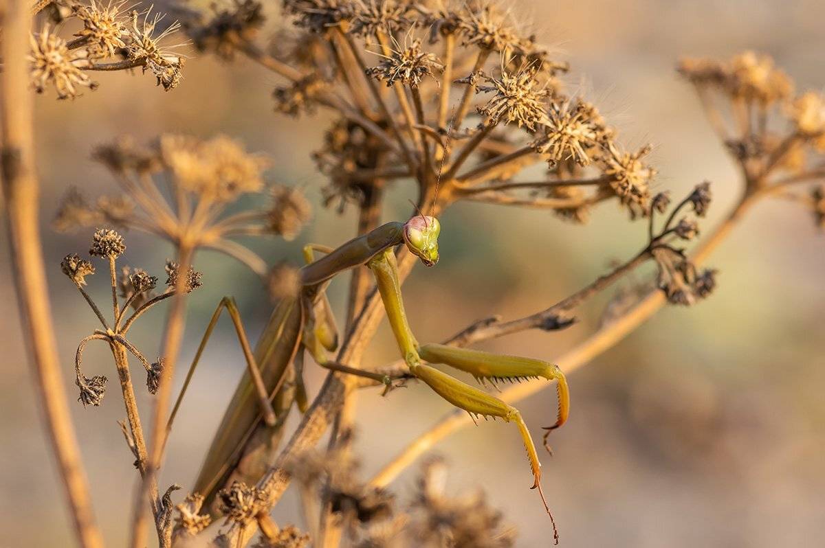 , Александр Земляной