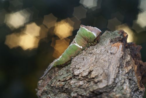 В ожидании звёздного часа