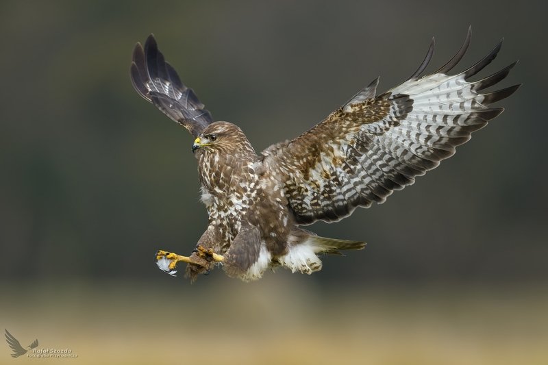 Myszołów, Common Buzzard (Buteo buteo) ... 2019r фото превью