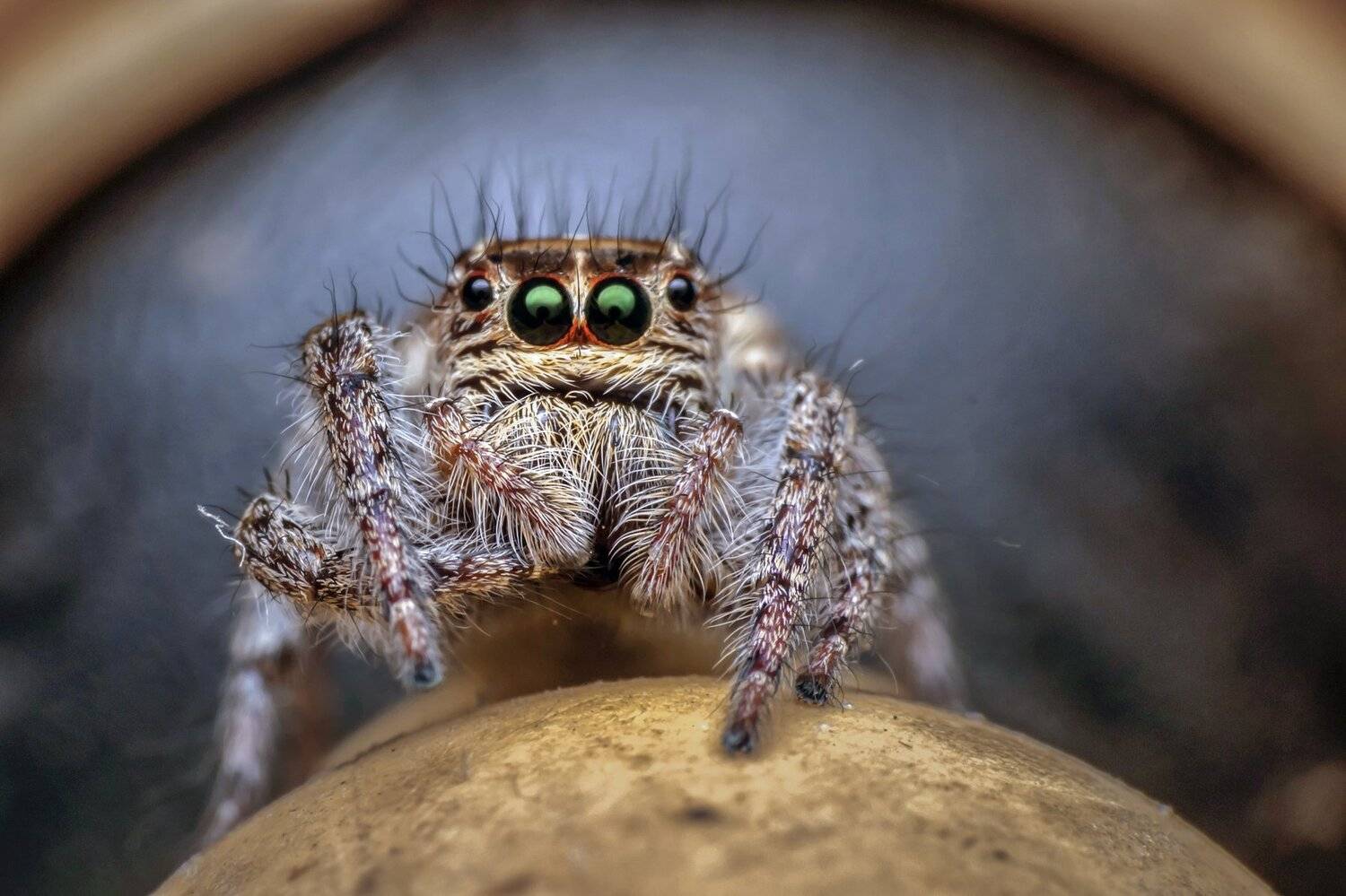 spider, insect, small, macro, close up, eyes, asia, jump, insect, beautiful, beauty, lovely, nice, stock, light, focus, wallpaper, legs, season, wild, wildlife, nature, natural, outdoor, forest, NeCoTi ChonTin