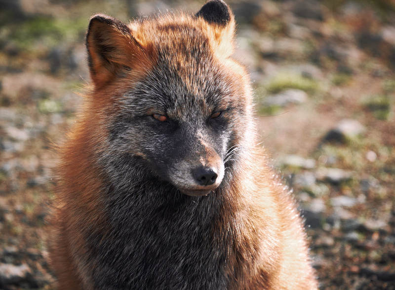 лиса Брутал фото превью