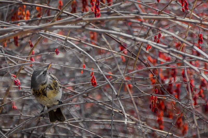 birds, птица, дрозд, барбарис, ягода, весна, выбор.. фото превью