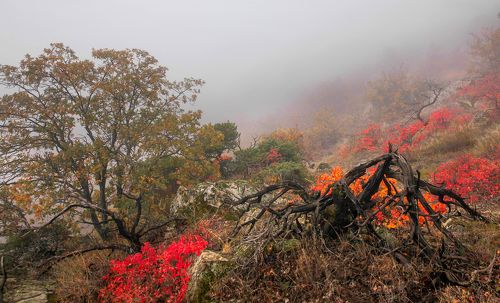 Осенний пейзаж..