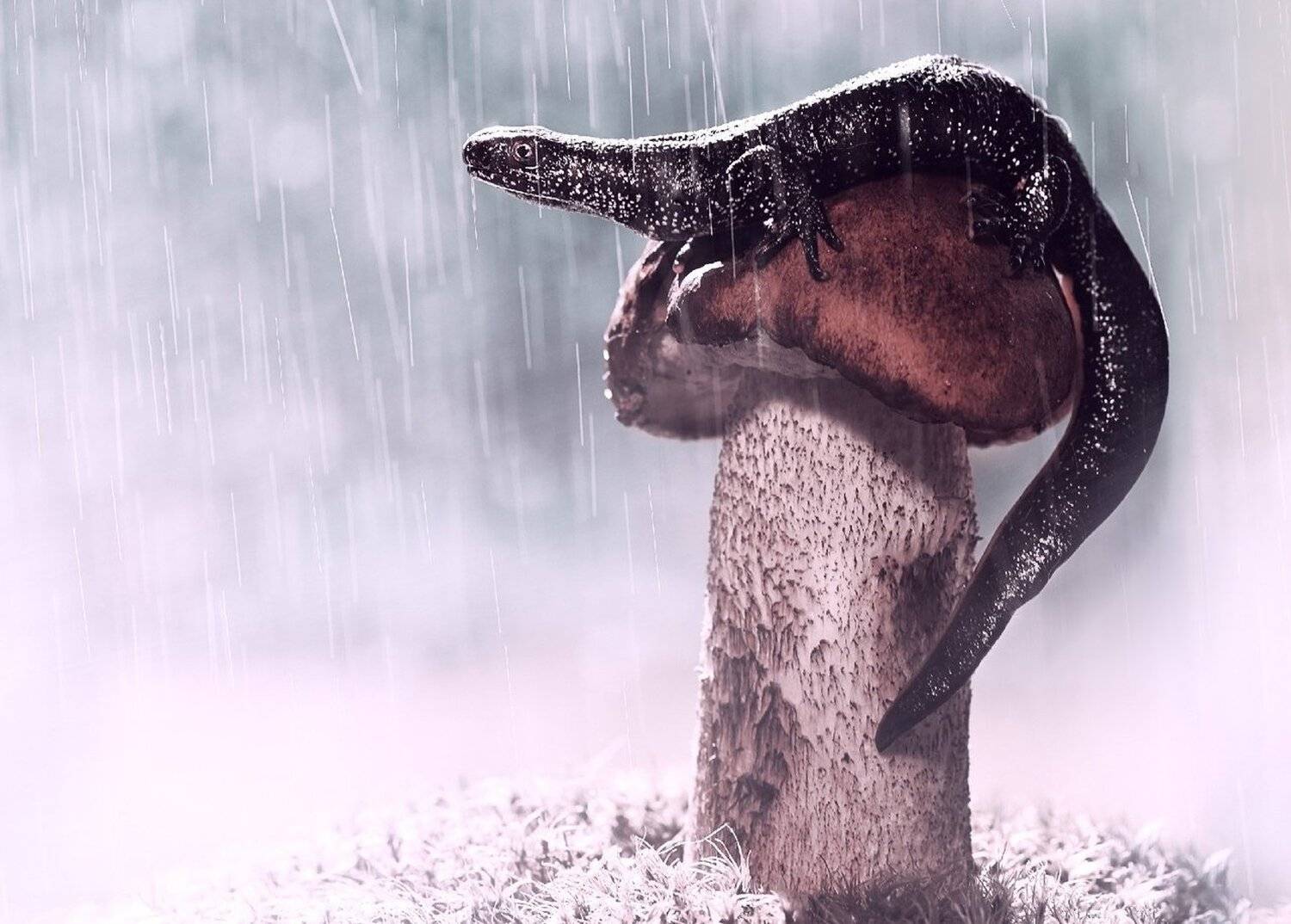 , Лапшина Владлена