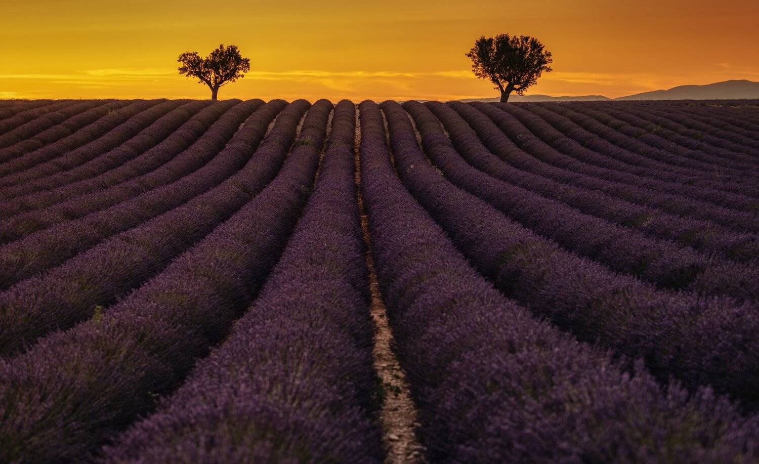 лаванда, деревья, поля, Александр Безмолитвенный