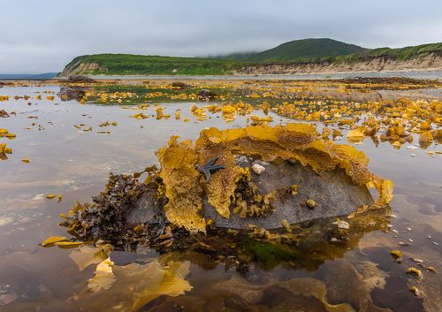 Морская звезда и ламинария