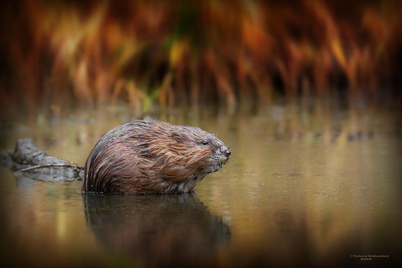 Огни заката фото превью