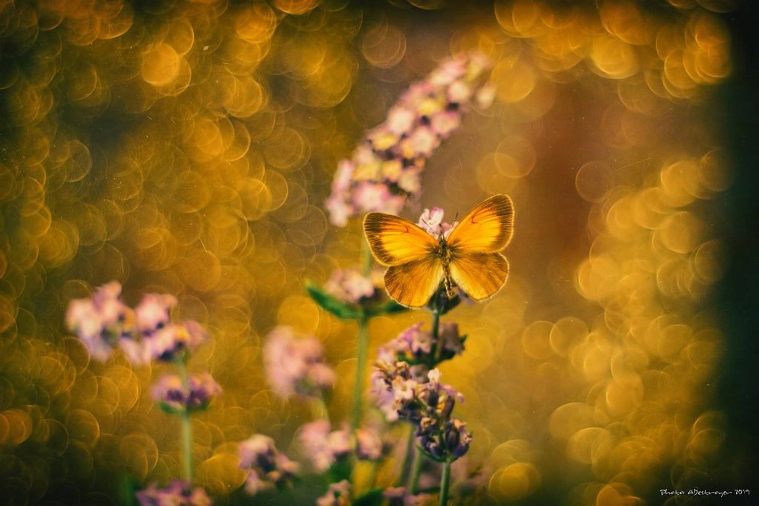 macro nature butterfly, Ryszard Lal