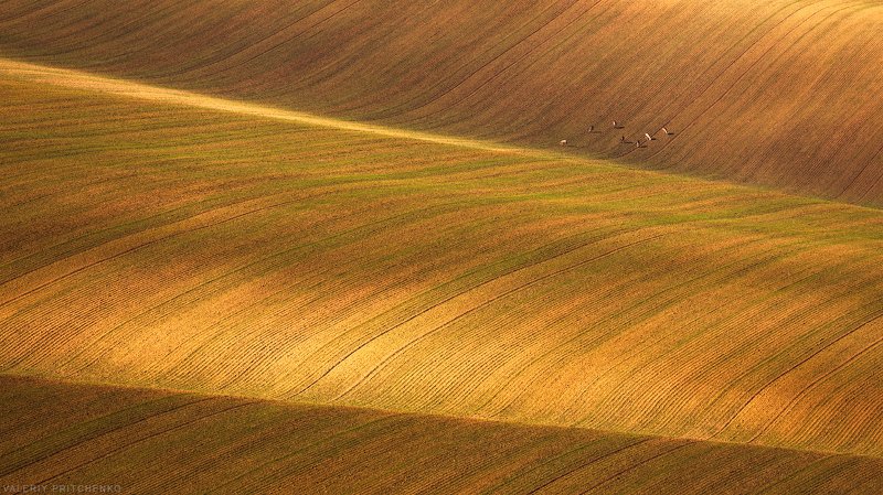 моравия, чехия, природа, пейзаж, moravia На полях Южной Моравии фото превью