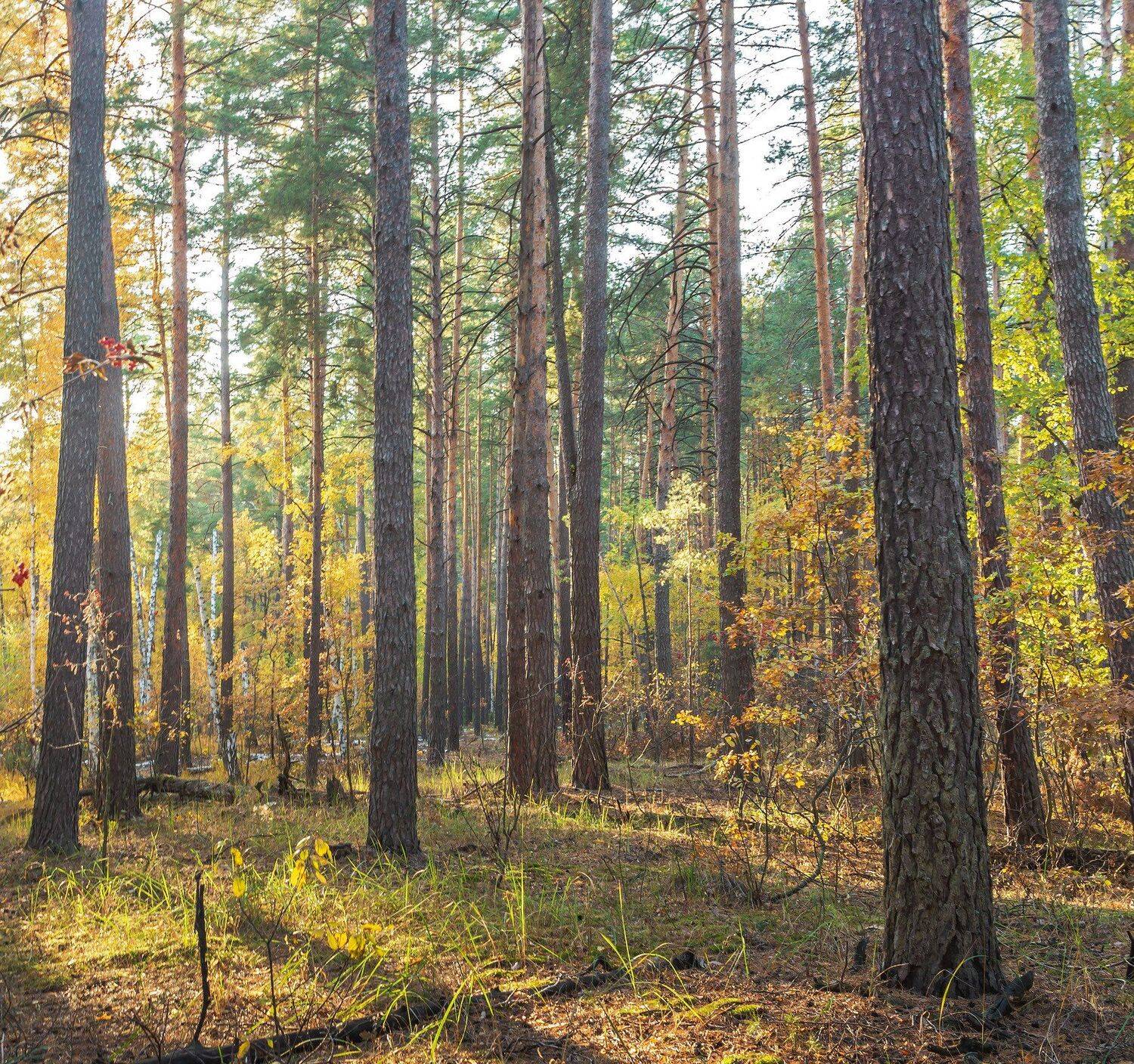 осень, лес, заповедник, Руслан Востриков