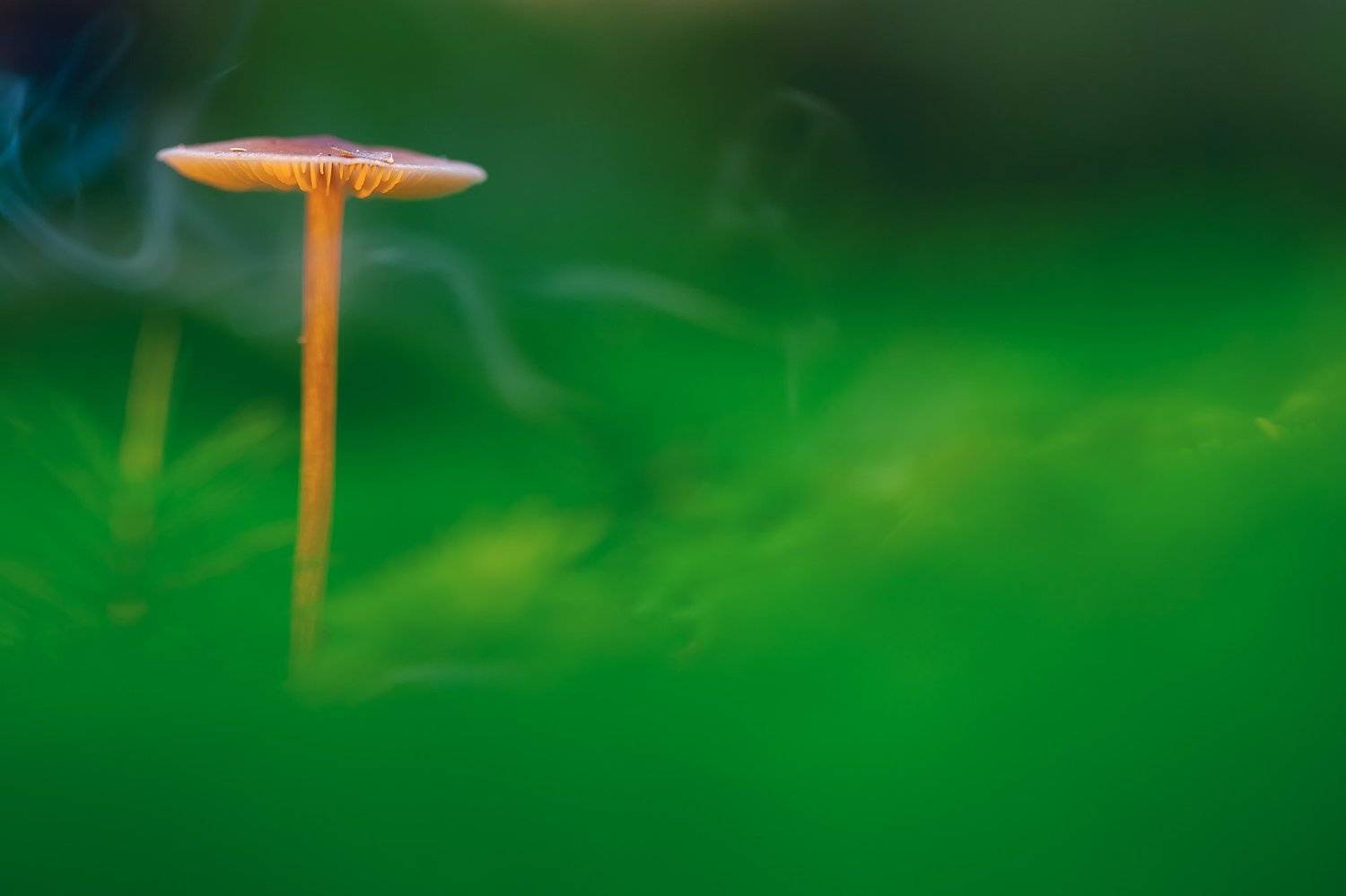 макро, грибы, дым, туман, Сергей Кузнецов