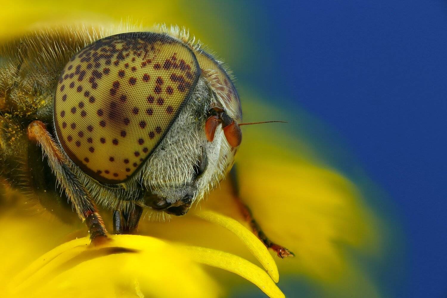 муха макро природа глаза цвет коричневый синий желтый, Андрей Шаповалов