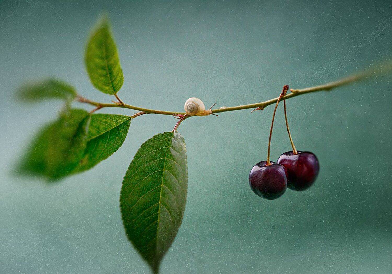 украина, коростышев, природа, макро, макро красота, макро мир, улитка, вишня, листочек, зеленый, лес, счастье, жизнь, вдохновение, фотограф, чорный,, Александр Чорный