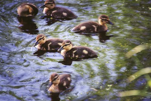 Обитатели нашего пруда