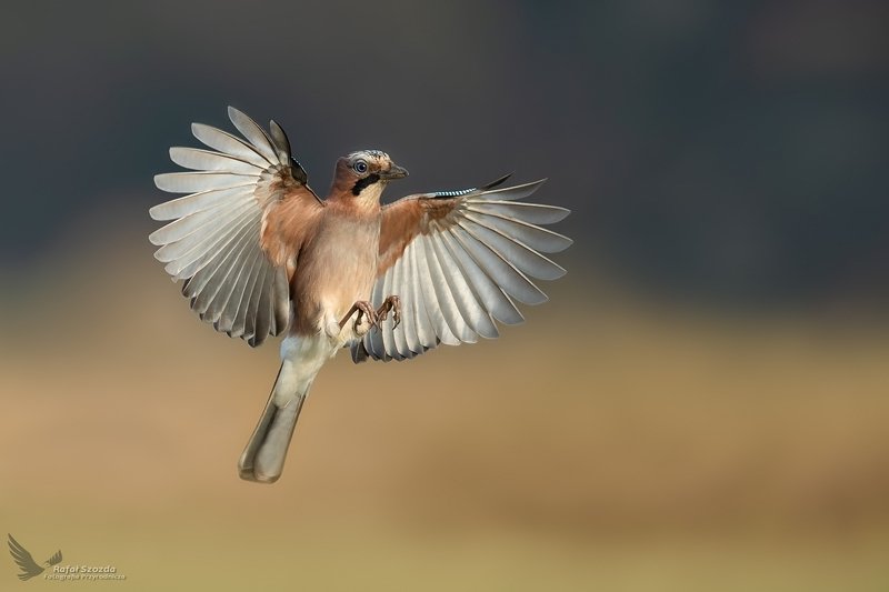 Sójka, Eurasian Jay (Garrulus glandarius) ... 2019r фото превью